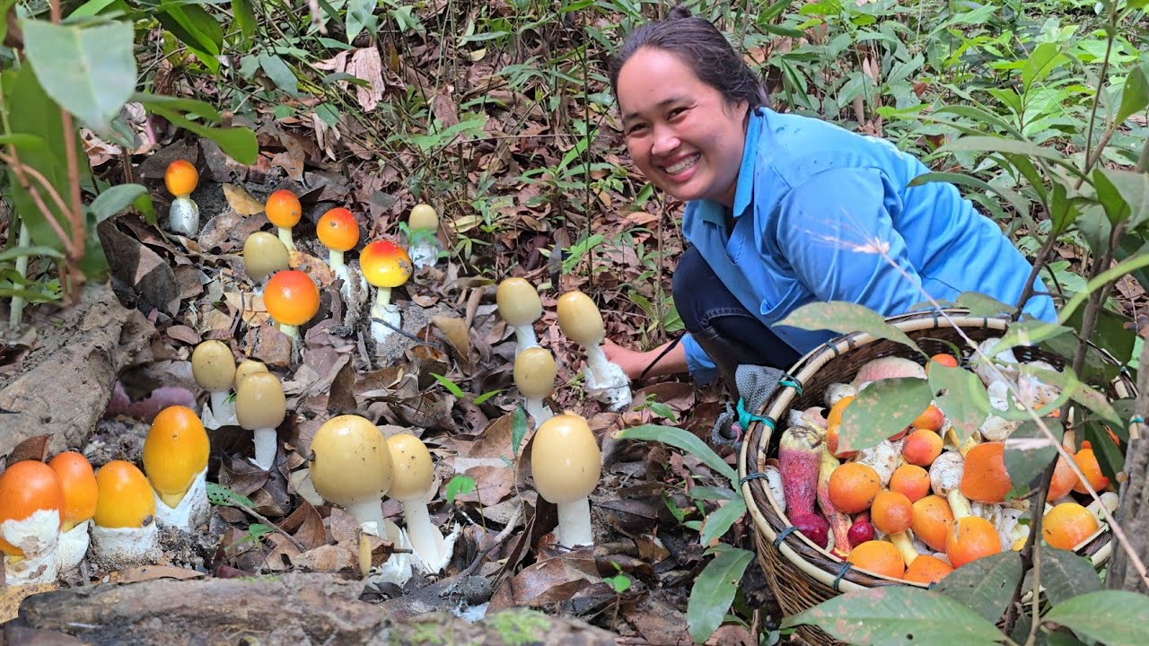 เจอฝนหนักกลางเขา!! เก็บเห็ดละโงกขาวเหลืองแดง ผึ้งแดงขาลาย กำลังเพลินๆ ต้องรีบลง!! 05มิ.ย2568