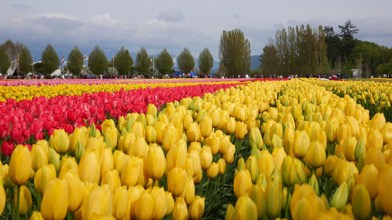 2019 Skagit Valley Tulip Festival in Mount Vernon, Washington 2019
