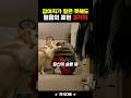 강아지가 주인을 믿는 진짜 이유 3가지🐶💗