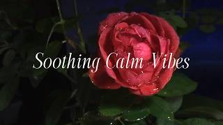 3 Hour Rose Garden Ambience | Peaceful Floral Atmosphere with Soft Flute Music screenshot 3