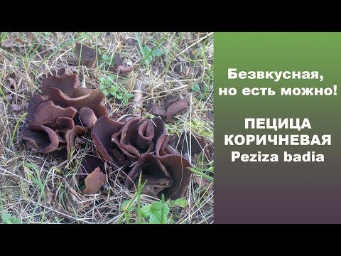 Безвкусная, но есть можно! Пецица  коричневая - Peziza badia.