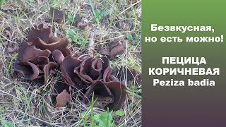 Безвкусная, но есть можно! Пецица коричневая - Peziza badia. Безвкусная, но есть можно! Пецица коричневая - Peziza badia.