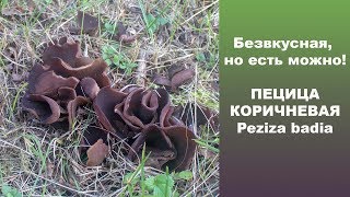 Безвкусная, но есть можно! Пецица  коричневая - Peziza badia.