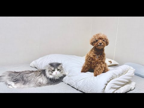 꼬니가족 라이브방송 무엇이든 물어보세요^^