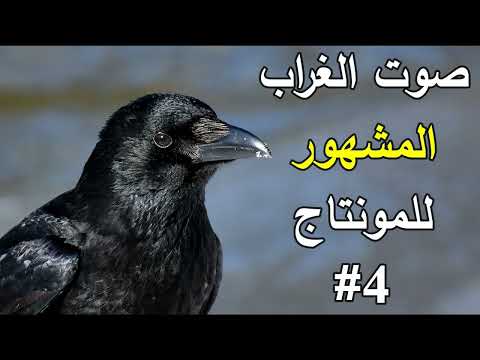 صوت الغراب المشهور للمونتاج صوت الغراب في الصباح  