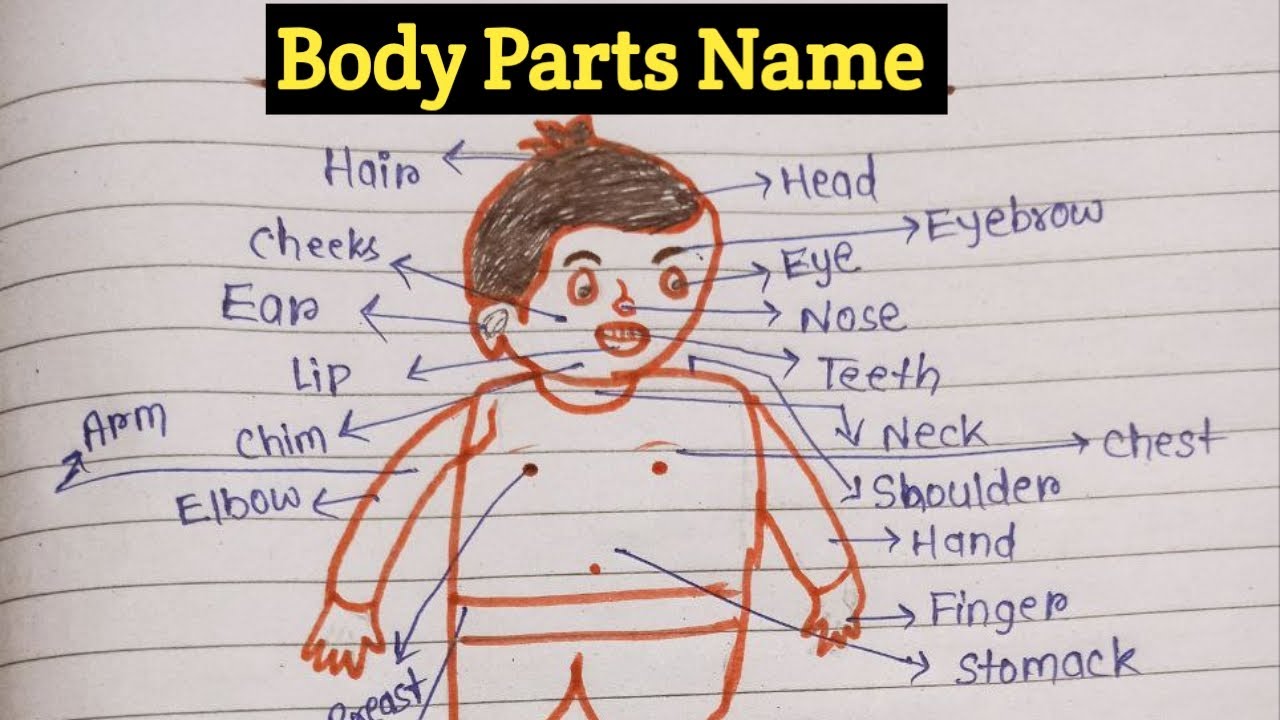 Body Parts Name With Picture 50 Body Parts Name Male Body Parts Body Parts Name With Picture 50 Body Parts Name Male Body Parts