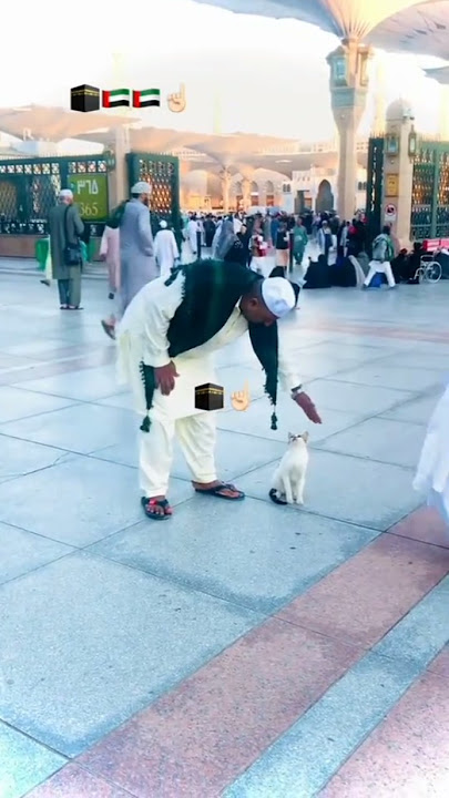 Cats in madina🕋🥰🤭#makkah #islamic #shorts #youtubeshorts #india #pakistan #cat #madina