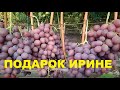 Виноград Подарок Ирине