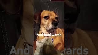 Give me A word #pro #word #english #comment #giveme #cheagle #beagle #pets #dogshorts #pets #cute