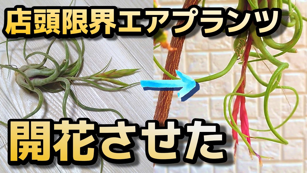 売り場で花芽まで頑張っていたギリギリエアプランツ保護したった【園芸】【ガーデニング】