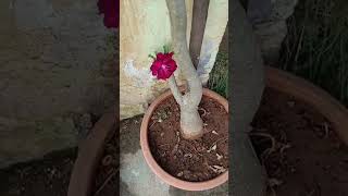 mallepoovula guma gumalo andamaina rangoli🪷🪷💮