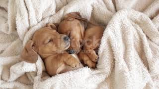 🐕musica rilassante per CANI E CUCCIOLI - musica per far dormire i CANI - 10 ORE soli a casa🐕 screenshot 2