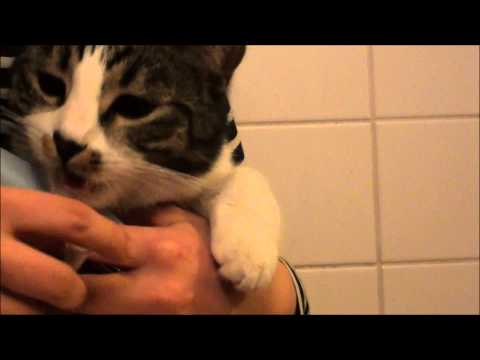 Video: Stomatiitti Kissoilla: Pehmytkudosten Tulehdus Kissan Suussa