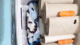 Mealworm Beetle Colony Setup 480p Mealworm Beetle Colony Setup Jan 2nd 2021