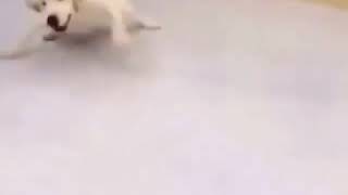 Mama Yiyen Çılgın Köpek