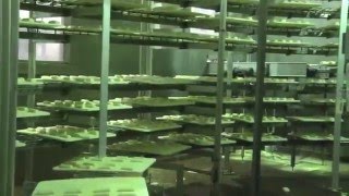 Continuous Conveyor Peel Proofer