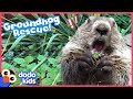 Cutest Baby Groundhog Chooses This Lady To Be Her Mom! | Rescued! | Dodo Kids