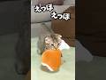 えっほ！えっほ！子猫まつたけver#cat #猫のいる暮らし #猫 #子猫 #まつたけ日和