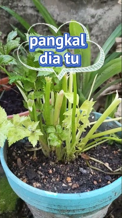 Setelah seminggu tanam daun sup guna akar #plants #garden