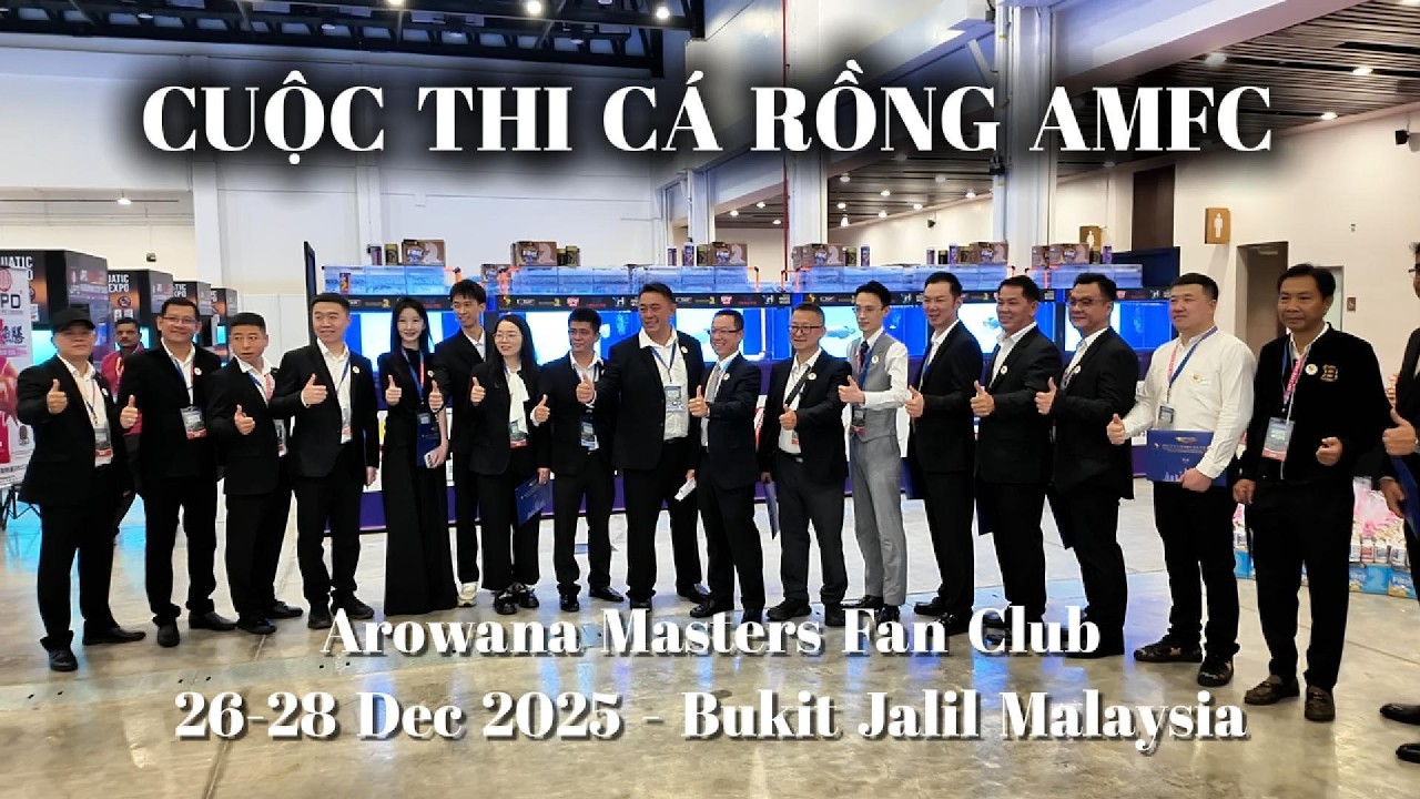 AMFC - Cuộc Thi Cá Rồng Của Các Nghệ Nhân Malaysia