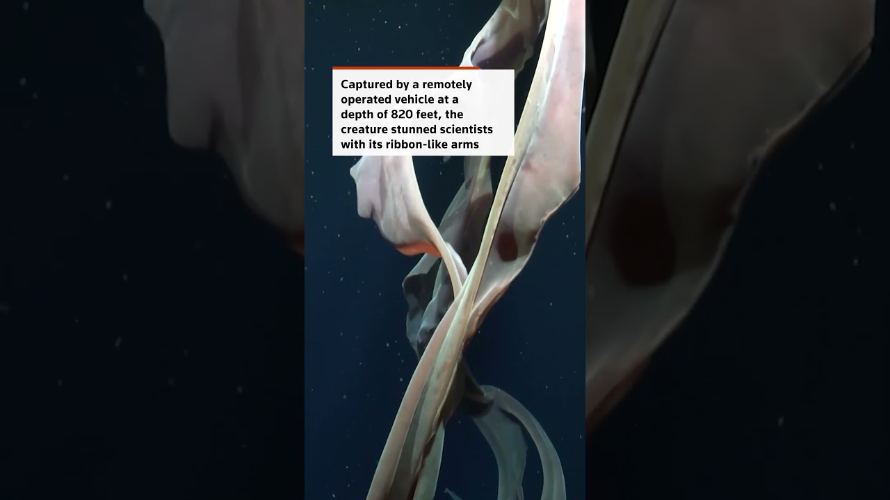 Rare phantom jellyfish spotted in Argentina’s deep sea