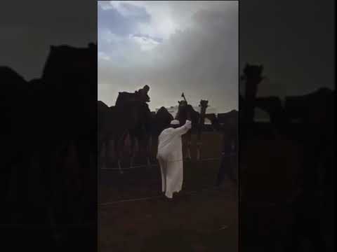 فالح بن هامل يساعب مع ولده