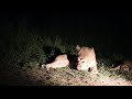 Lion pride get-together at night at Manyeleti game reserve
