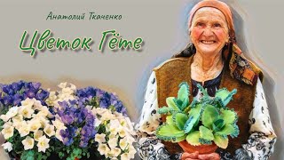 Goethe flower. Audio story in Russian with subtitles.