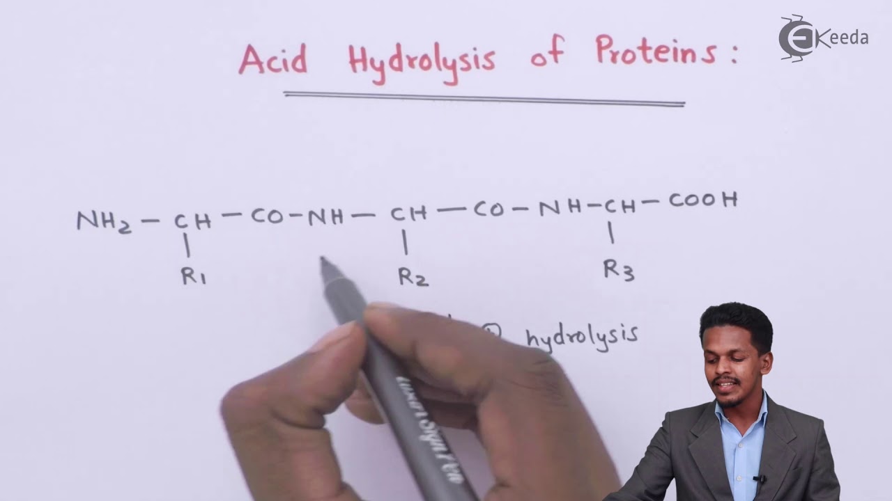 Acid Hydrolysis of Proteins Biomolecules Chemistry Class 12 YouTube