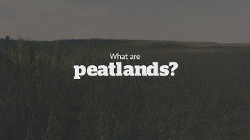 What are peatlands and why are they under threat?