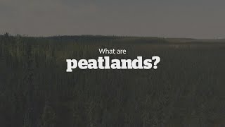 What are peatlands and why are they under threat?
