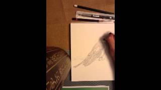 Drawing A Barn Swallow