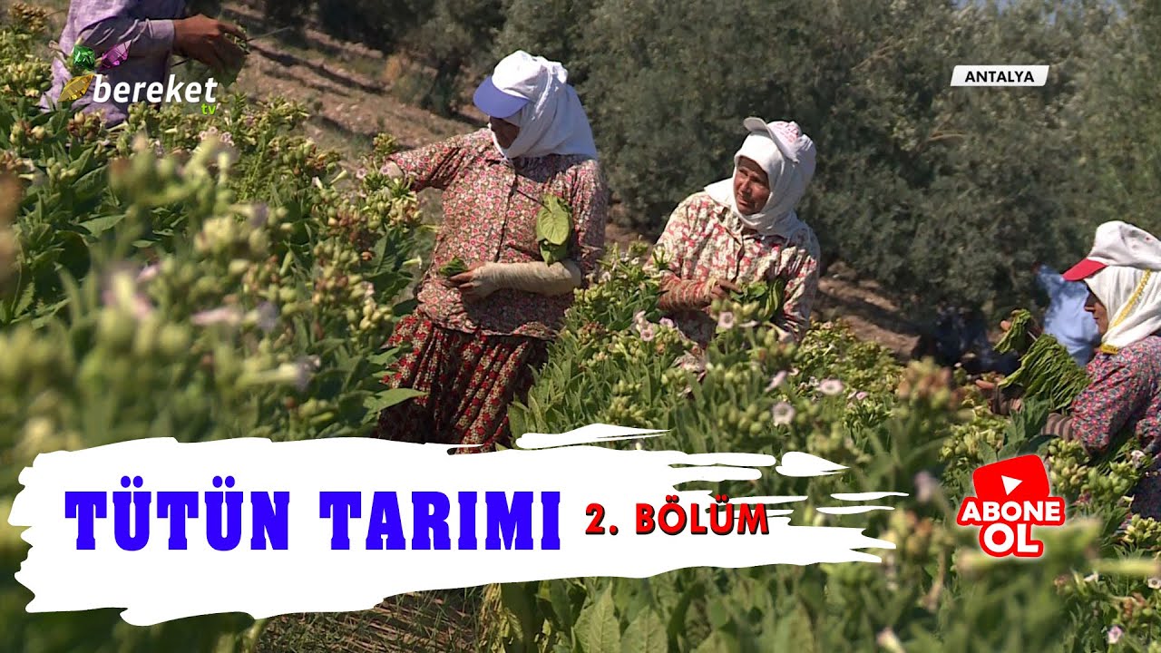 Tarım Sözlüğü - Tütün Tarımı / 2.Bölüm