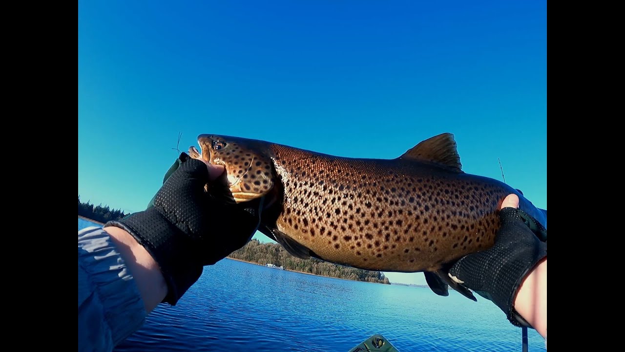 Trout caught on deadbait YouTube