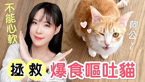 猫咪吃太快吐怎么办？各种撒娇讨食橘猫饿肚子有多可怕｜傲娇爸的养猫日常 - 天天要闻