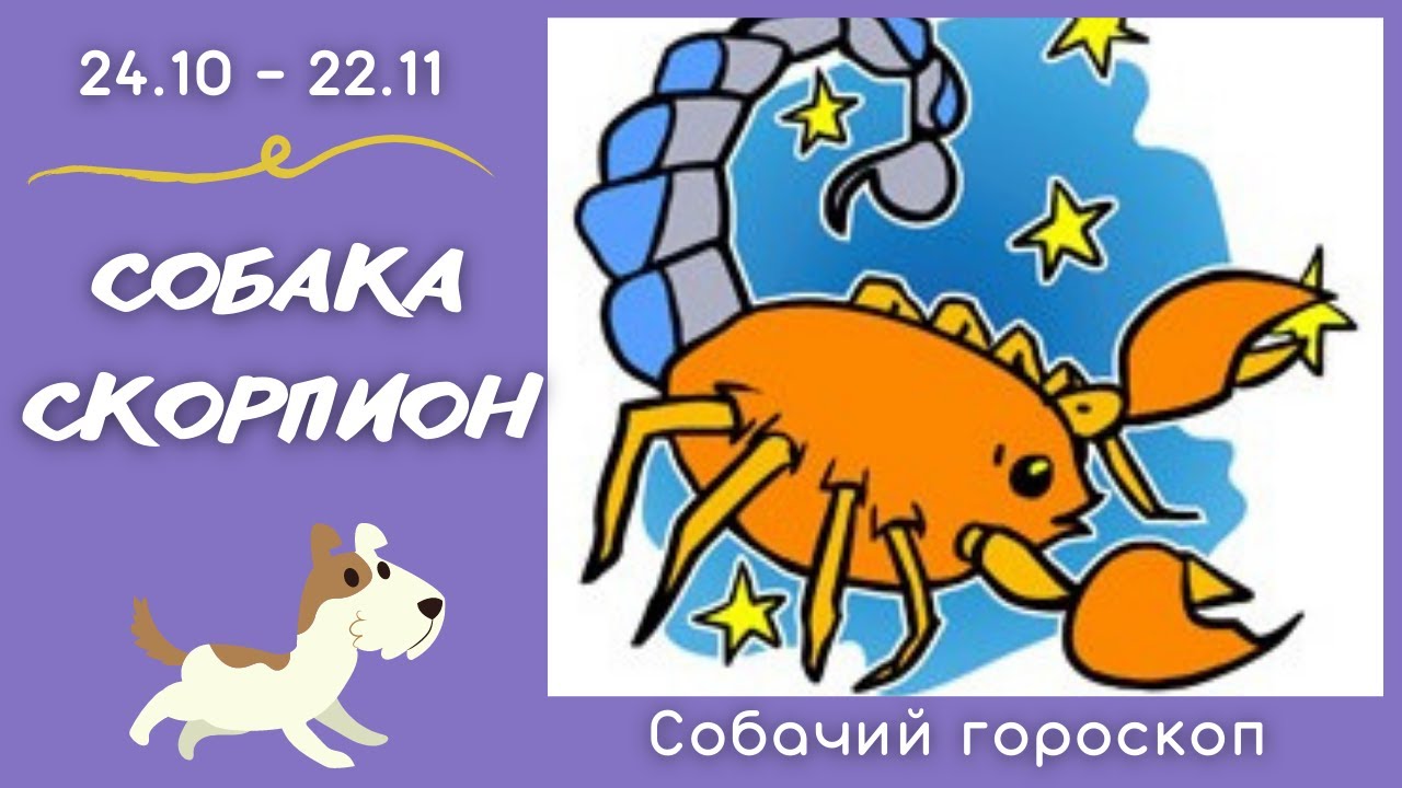 Гороскопы скорпион собака