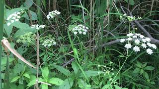 water hemlock (Cicuta maculata)