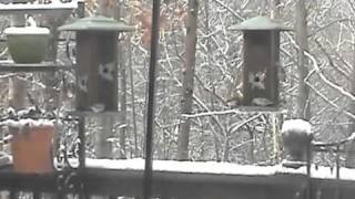 Birds.m4v