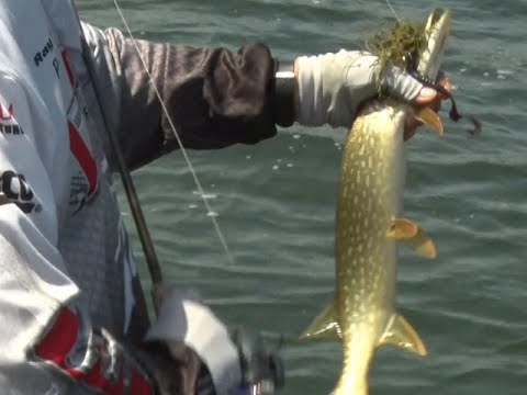 Fishing Tips: Northern Pike Fishing 