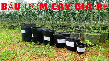 BẦU ƯƠM CÂY GIÁ RẺ NHẤT || VTNNKC 0988015061