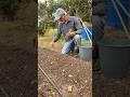 Así plantamos los tomates en el huerto #huerto #agricultura #tomates #naturaleza