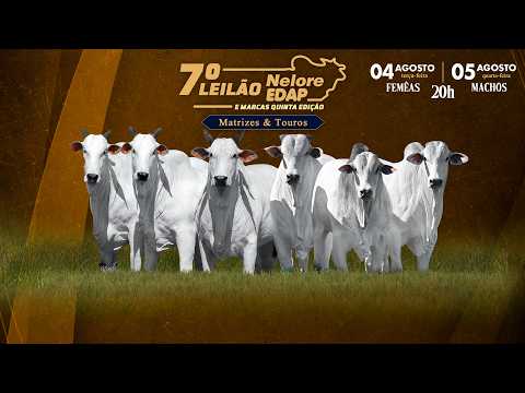 LOTE 48