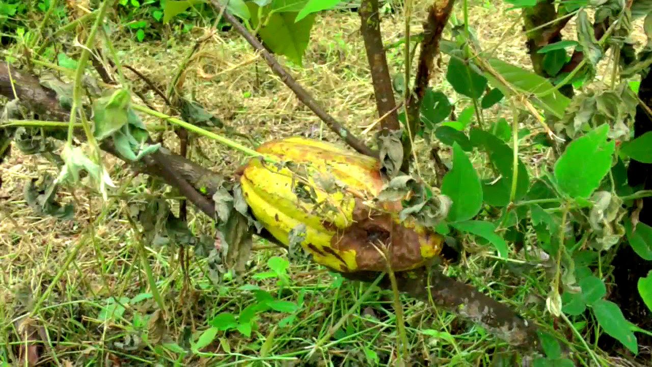 Cacao Trees Don't Like Drought | Theobroma Cacao | HD Video
