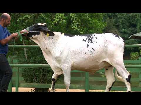 LOTE 7   2329   FAZENDA VILAREJO   LEILÃO ALIANÇA GENÉTICA   DIA 25 DE MAIO   20HS