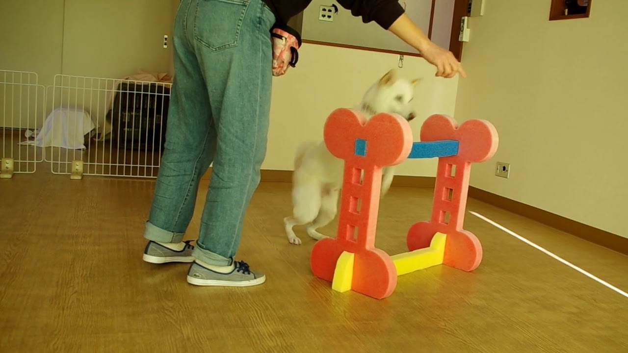 【子犬のしつけ教室】柴犬パール君のジャンプ YouTube
