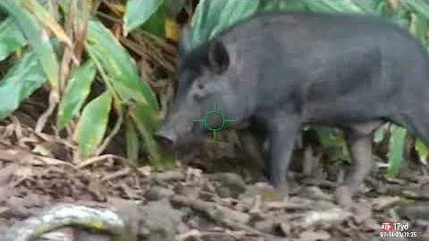 Hawaiʻi Air Gun Pig Hunting: Episode 2