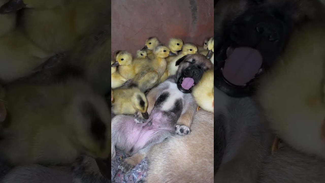 The little duck mistook the dog's penis for a worm. 