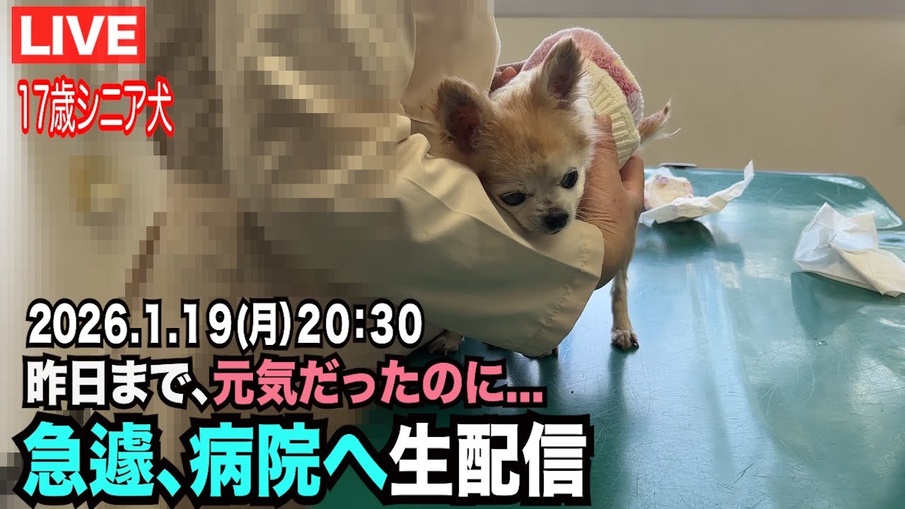【17歳シニア犬　急遽病院へ！！診察結果ご報告】生配信