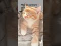 makkar sankranti 🪁#funny #memes #comedy #cat #memes #makkarsankrantiwatsappstatus