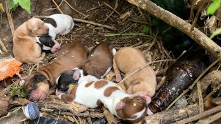 We rescued the puppies of the mother dog who gave birth in the bush.